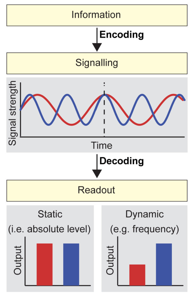 Signaling dynamics