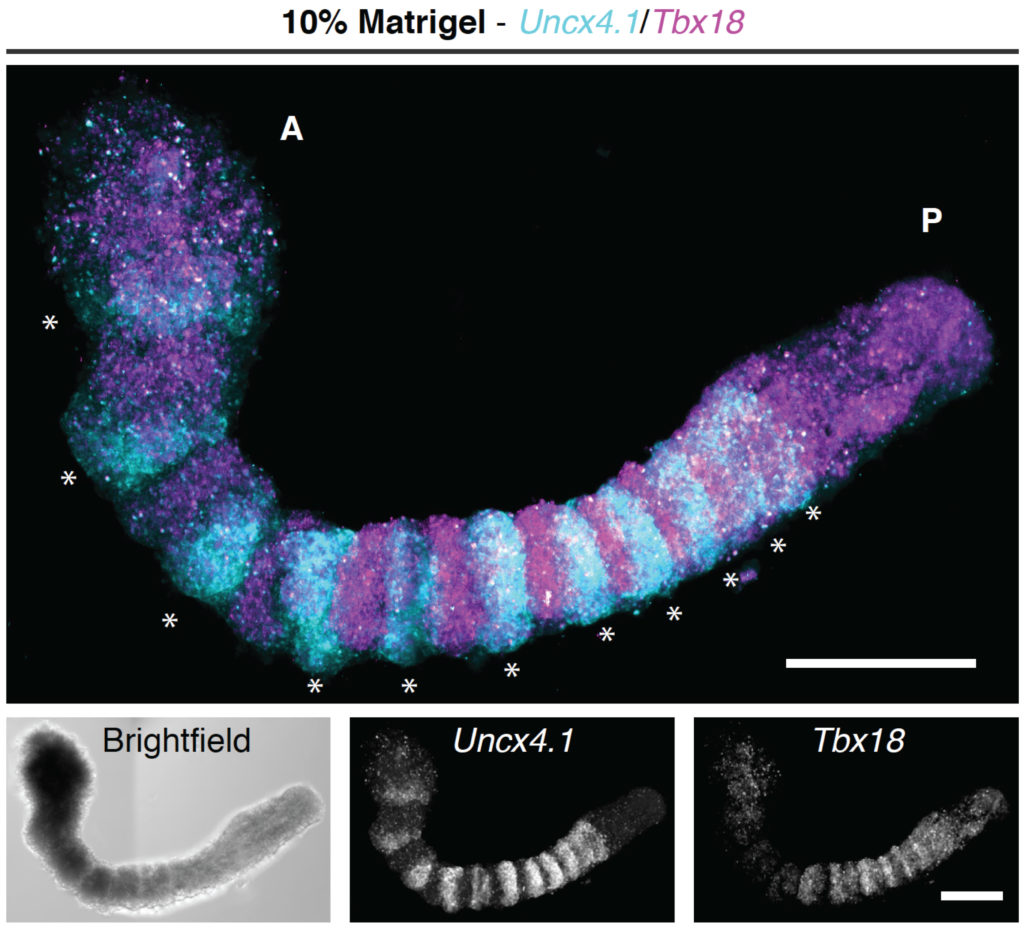 Research images