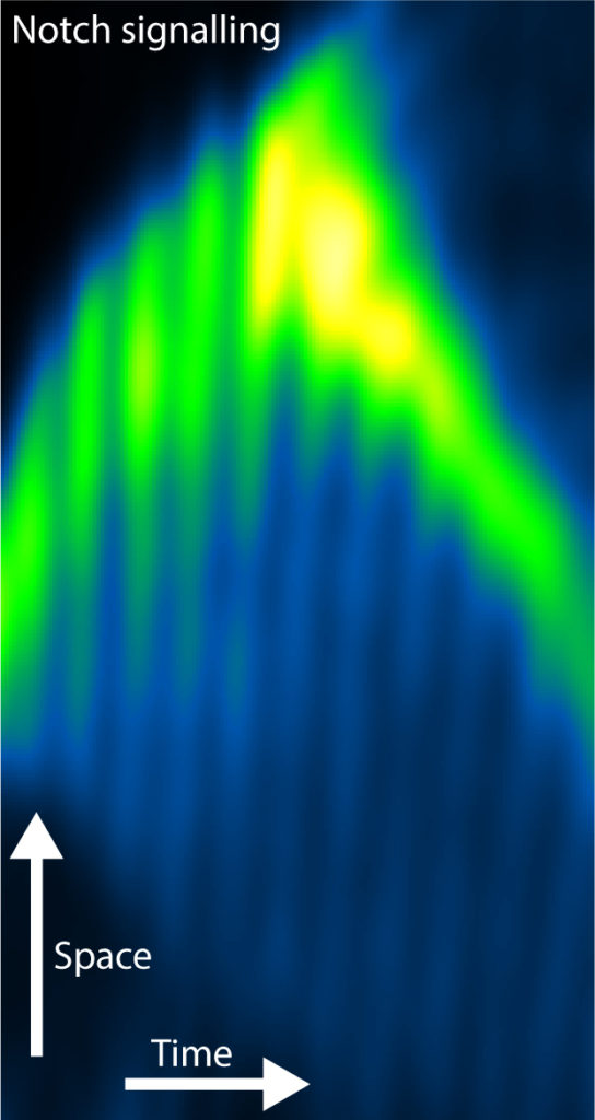 Kymograph signaling waves